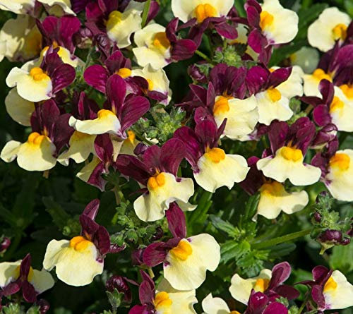 Nemesia Aroma™ Heart of Gold Summer Garden/Basket Plug Plants Pack x6