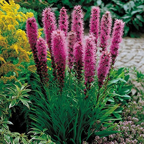 LYATRIS SPICATA NR.20 SEMI