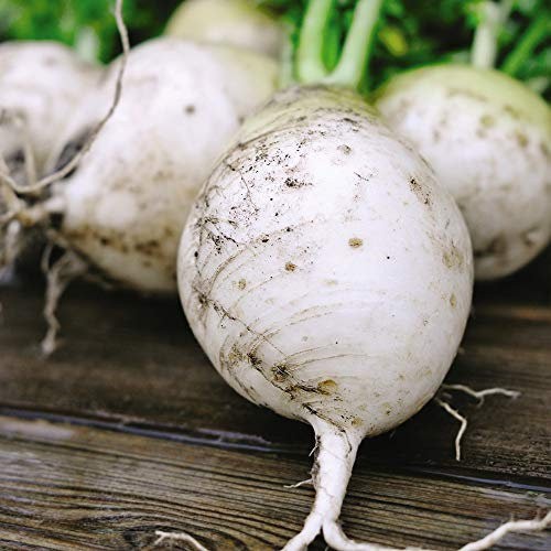 Vegetable Seed - Turnip Snowball – Hardy Annual –Sun Loving - Easy to Grow – Kitchen Garden – Allotment – Grow Your own – Sweet Flavour - 1 Packet (1000 Seeds) by Thompson and Morgan