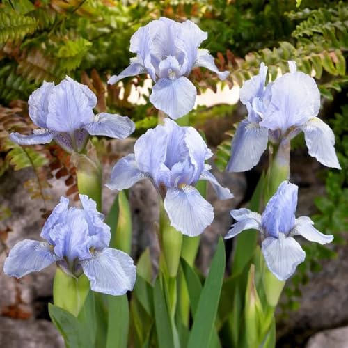semi di iris, Iris tettoria, semi di campo perenne semi di varietà antiche 450pcs
