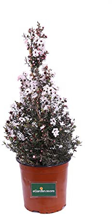 Pianta di Leptospermum Scoparium Pianta di Manuka pianta da esterno pianta ornamentale pianta in vaso di Leptospermum pianta vera di Manuka venduta da eGarden.store (Bianco)