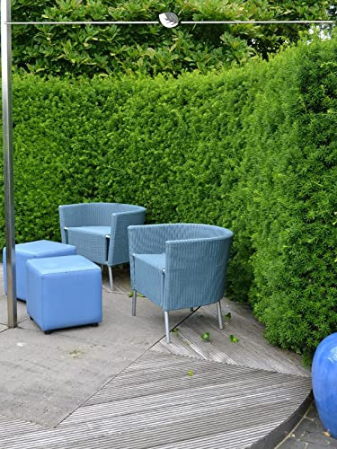 Nicht-Fruchtende Bechereibe Taxus Hillii 60-80 cm im Topf. 12 Eiben - Eibenhecke