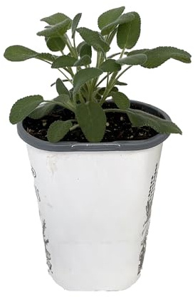 Garden Sage - Kitchen Sage - Salvia officinalis - 4.33 Pot