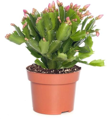 Schlumbergera Natural Cactus con flores colgantes - Cactus de Navidad