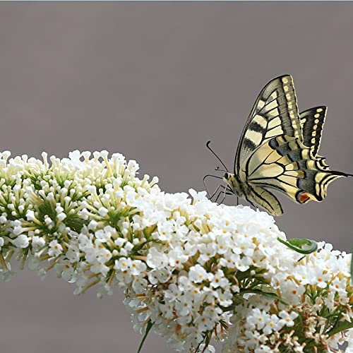 Buddleja White Profusion/Sommerflieder weiße Blüten