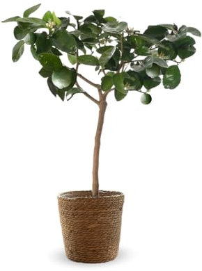 Attitude Jardin - Citronnier Vert Lime de Tahiti avec Panier en jonc de mer - Citrus aurantiifolia - agrume méditerranéen - Arbre fruitier - 75-85 cm - ⌀ 25 cm