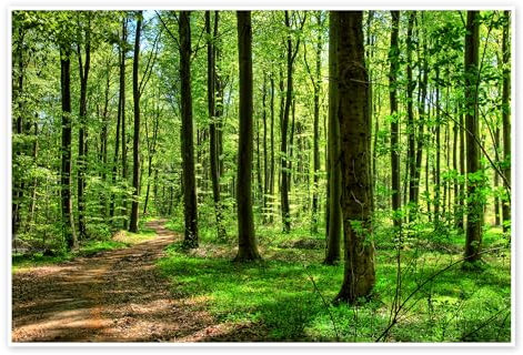 Frühlingsduft im Wald Poster 130 x 90 cm Grün Wandbilder Wanddeko