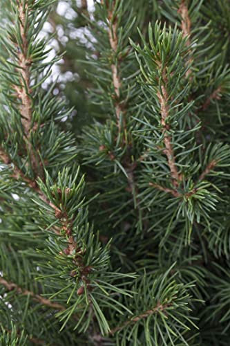 Picea glauca 'Conica' 125-150 cm - Zuckerhutfichte, immergrün, kegelförmig, ideal für Kübel und Gärten, pflegeleicht, winterhart