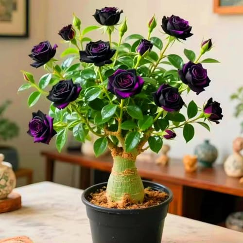 Eleganza Rosa del Deserto bulbi,piante Resistenti perenni,bulbi da fiore a fioritura,adatti per la semina immediata,Adenium Obesum, pianta vera(non artificiali)-2 bulbi-F