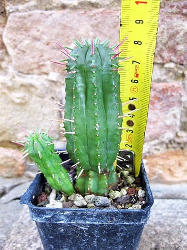 Euphorbia ferox caespitosa 12 cm, cactus, pianta grassa