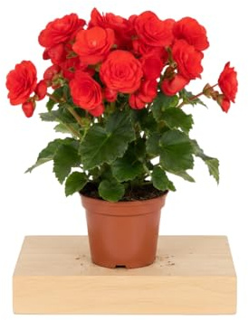 Begonia Ornamental Roja Planta Natural Begonia Hiemalis en Maceta de 14 cm – DECOALIVE