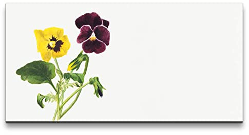 Paul Sinus Remaster 120x60cm Botanische Illustration Blume Blüte Stiefmütterchen Frühling