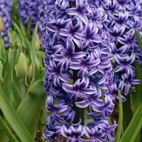 5 x Hyacinthus Blue Jacket – Sweet & Fragrant Blooms – Perennial – Spring Flowering Bulbs – for Your Beautiful Garden