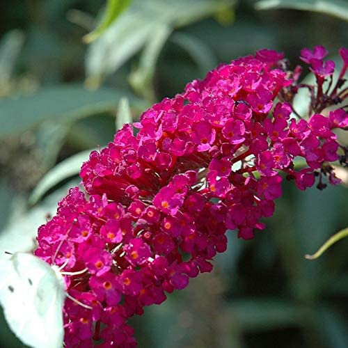 Sommerflieder Buddleja Royal Red - Duftend und Winterhart - Buddleia | 1,5 Liter Topf