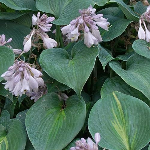 Bio Funkien 'Touch of Class®' hellviolett, Topf 11x11 cm, 3 Pflanzen