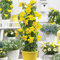 Semi di Mandevilla Sanderi 100 Pz – Rampicante Sempreverde con Fiori Profumati e Colorati per Giardini, Terrazze e Vasi (Giallo)