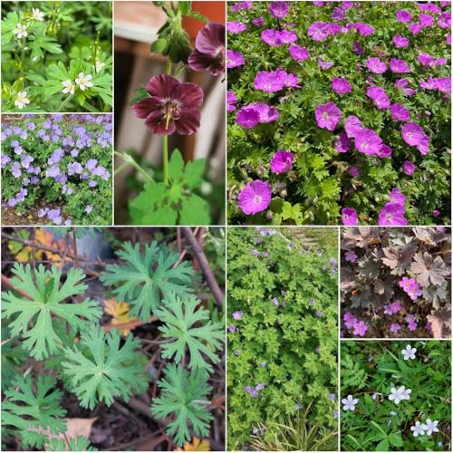 Storchenschnabel zimmerpflanzen bodendecker sommerblumen, aussaat balkon deko ausgefallene schnittblumen schattenpflanzen, 350samen