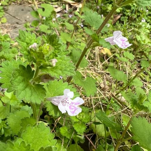 Semi di Gundermann, balcone del giardino di Gundelrebe, Glechoma hederacea, prodotti sostenibili 300pcs