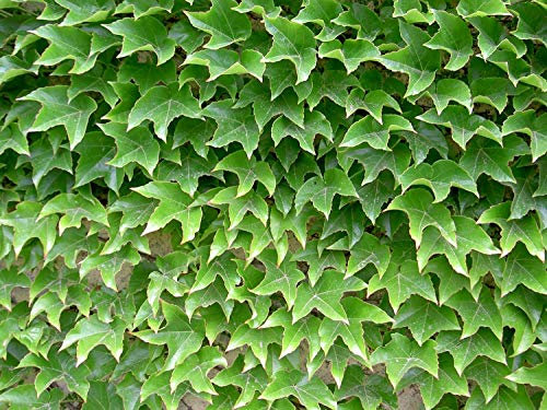 50 semi di vite vergine (Parthenocissus Tricuspidata)