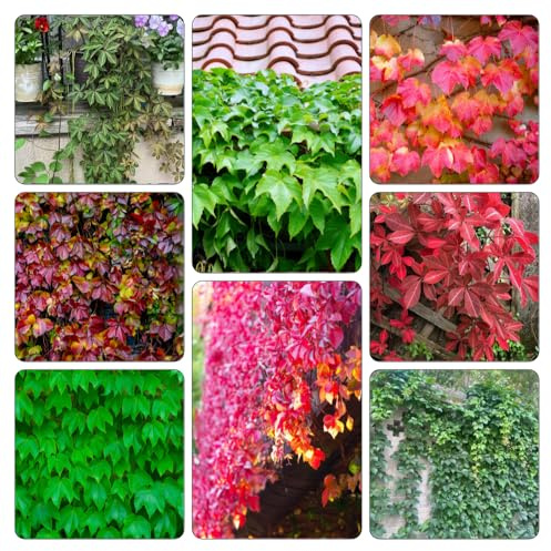 Wilder Wein - kräutergarten küche kräuterpflanzen steingartenpflanzen winterharte balkonpflanzen heilkräuter büropflanzen dachbegrünung pflanzendeko pflanztopf Parthenocissus 250samen