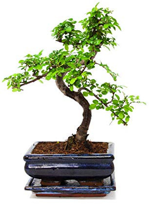 15cm Chinese Elm (Chinese Elm)