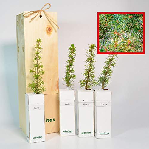CEDRO libanés - Arbolito en caja de madera de pequeño tamaño- PLANTA VIVA (4)