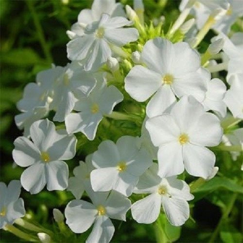 Phlox bianche 50 Semi da giardino