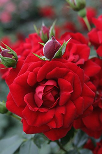 Kletterrose Amadeus im 7 Liter Rosentopf