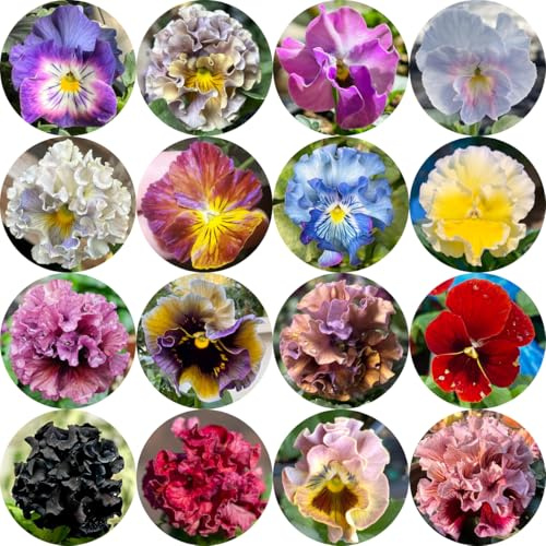 semi di viola cornuta perenne, resistenti all'esterno, viola cornuta, giardino roccioso resistenti, decorativi per luoghi soleggiati, 500pcs