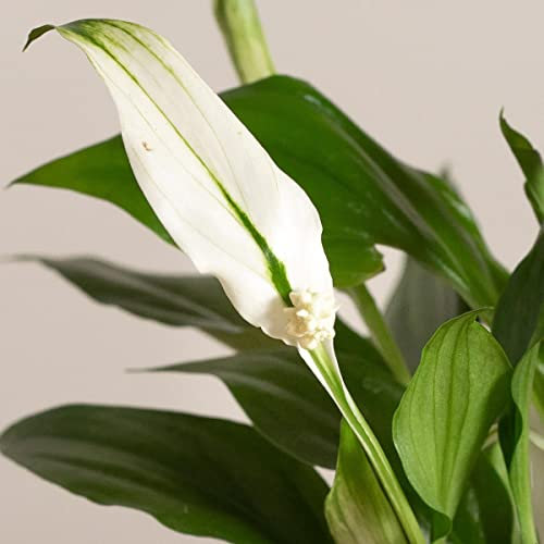 1 PIANTA DI SPATHIPHYLLUM PEARL VASO 9CM SPATIFILLO PIANTA DA APPARTAMENTO