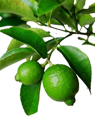Árbol de Lima Natural en tu Terraza: Sabor y Aroma en Espacios Urbanos