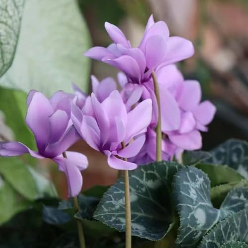 ciclamino - balcone inverno autunno resistenti selvatici giardino balcone riverdimento tetti semi selvatici acquistare semi 25pcs