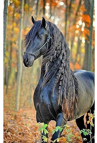 DCIDBEI Square Diamond Painting Pferde Schwarz im Wald Pferd 40x50 cm | Quadratisch Steine Eckige Steine Pferd Diamant Painting Bilder Erwachsene Kreuzstich Set Vorgedruckt