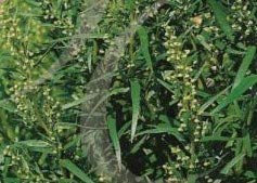 200 Seeds of Herb Russian Tarragon