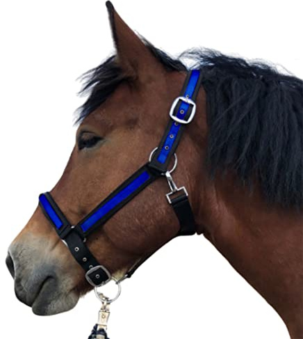 Halter for Horses Coldblood | Halter XXfull, Stable Halter Adjustable 2 Compartments on Chin Strap and Headpiece (Black/Royal Blue, XXFull (Cold Blood)