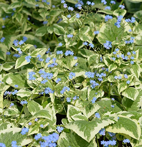 Kaukasus Vergißmeinnicht Variegata - Brunnera macrophylla - lebende Gartenpflanze aus den Baumschulen