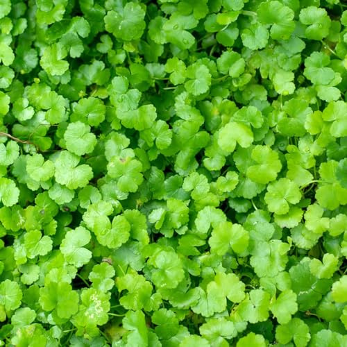 semillas de centella asiática - decorativas jardín resistentes exteriores 50pcs