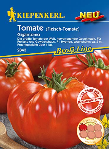 Fleisch-Tomate Gigantomo F1, die größte Tomate der Welt, hervorragender Geschmack, für Freiland und Gewächshaus
