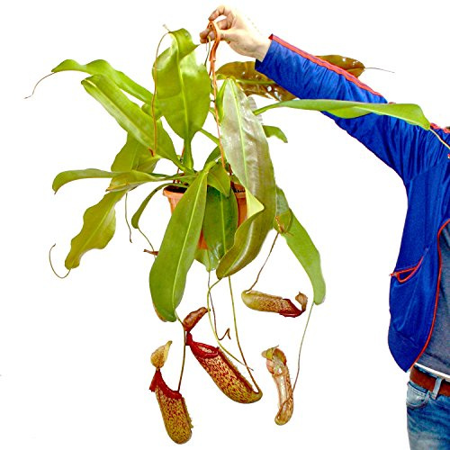 Exotenherz Nepenthes maxima - Plante de sapin géante - Ampel