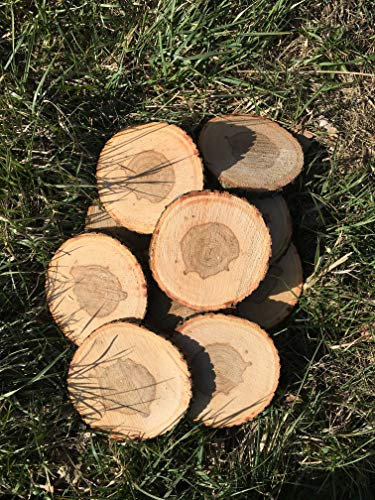 KJR Holzmanufaktur 10 Baumscheiben, Holzscheiben,Baumscheibe, ca. 18 * 20 cm, Astscheiben, Esche