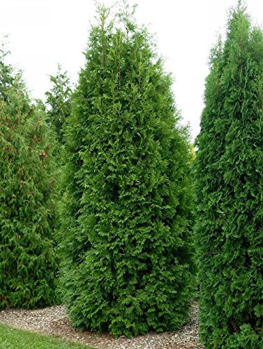 GARTEN SCHLÜTER® Thuja Brabant Occidentalis - 60-80 cm - Container | Lebensbaum winterhart & pflegeleicht - Thujen-Hecke als Sichtschutz - Heckenpflanze - 1 Pflanze