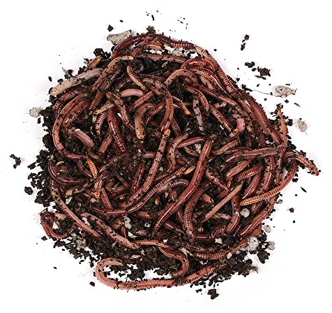 Natursache I Dendrobena-Würmer lebend I Lebender Angelköder für Forelle, Lachs, Aal, Barsch, Hecht, Karpfen & alle Anderen Arten von Weißfischen I Ideales Zubehör für Angler…