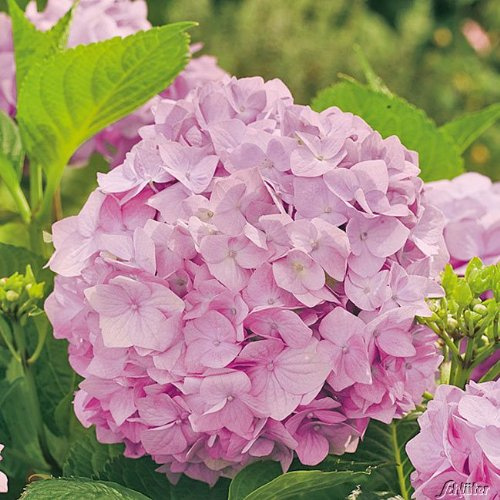 Bauernhortensie 'Bouquet Rose'
