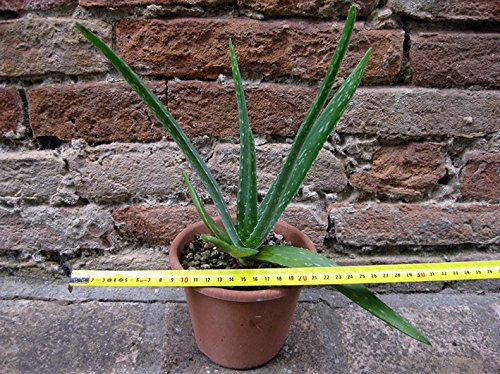 Geosism & Nature Aloe Vera 30 cm, Cactus, pianta grassa