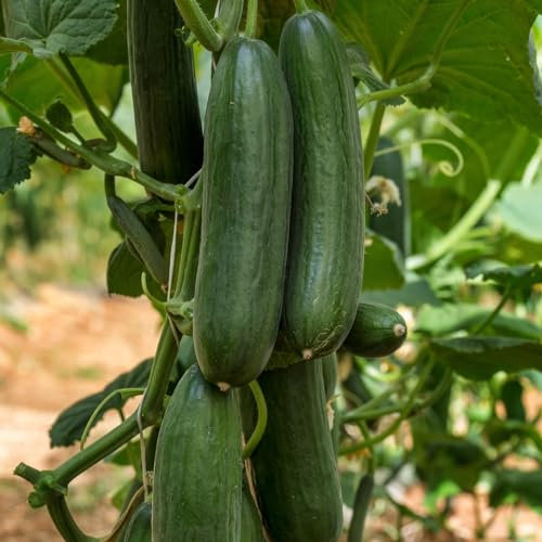 PREMIER SEEDS DIRECT - Cucumber - PICOLINO F1-6 Seeds - Organic