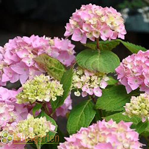 Hydrangea Macrophylla 'Bouquet Rose' von Intragarten Bauernhortensie rosa