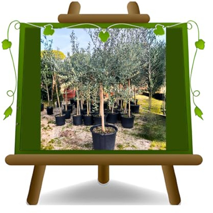 EURO PLANTS VIVAI Olivi Leccino pianta da frutto su vaso Mastello 55cm altezza 200-240 eta 15 anni