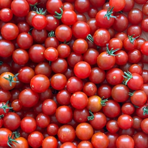 semillas de tomate grosella, interior exóticas de verdes interior de invierno, resistentes para 50pcs