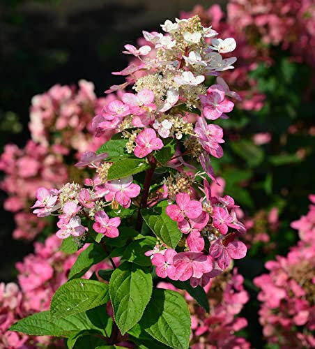 Rispenhortensie Fire Light 40-60cm - Hydrangea paniculata - lebende Gartenpflanze aus den Baumschulen