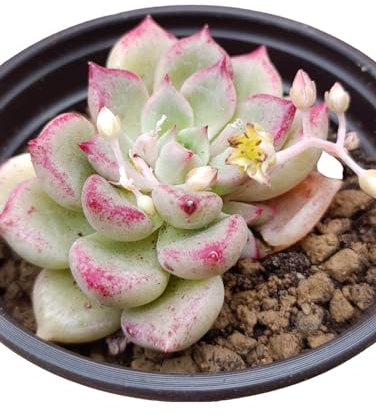Graptoveria Melody succulenta idrido foglie rosa carnose pianta grassa hybrid